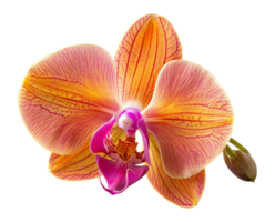 ai gerado amarelo orquídea com Rosa veias em transparente fundo - estoque png. png