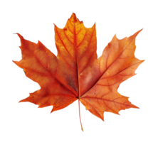 AI generated Orange autumn maple leaf on transparent background - stock png. png