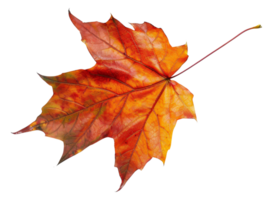 AI generated Orange autumn maple leaf on transparent background - stock png. png