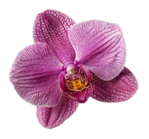 AI generated Vibrant pink orchid with detailed patterns on transparent background - stock png. png