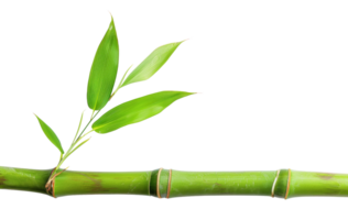 ai généré vert bambou branche avec feuilles sur transparent Contexte - Stock png. png