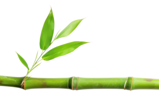 AI generated Green bamboo branch with leaves on transparent background - stock png. png