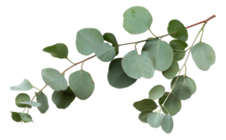 AI generated Green eucalyptus branch with leaves on transparent background - stock png. png