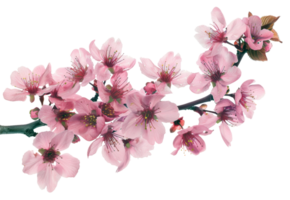 AI generated Pink cherry blossoms on branch on transparent background - stock png. png