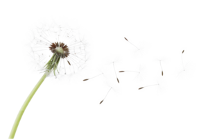 AI generated Dandelion with seeds blowing away on transparent background - stock png. png