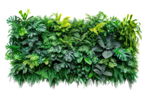 AI generated Green wall of tropical plants on a transparent background png