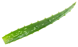 AI generated Fresh aloe vera leaf with water droplets on transparent background - stock png. png