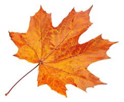 AI generated Orange autumn maple leaf on transparent background - stock png. png