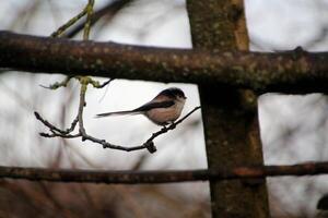 A view of a Long Tailed Tit photo