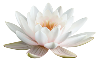 AI generated White water lily blooming on transparent background - stock png. png