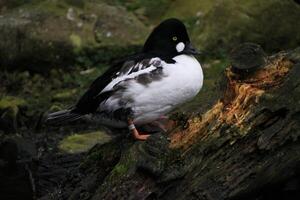 A view of a Barrow Goldeneye photo