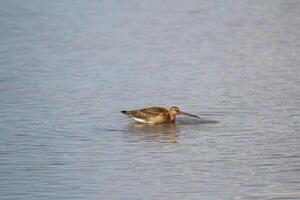 A view of a Sandpiper photo