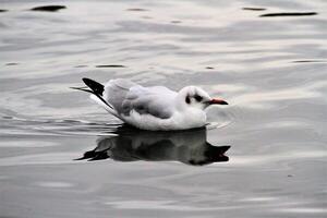 un ver de un gaviota en el agua foto