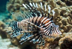 AI generated A view of a Lion Fish photo