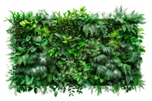 ai generado verde pared de tropical plantas en un transparente antecedentes png