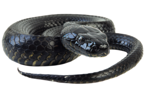 AI generated Black coiled snake with shiny scales on transparent background - stock png. png