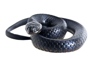 AI generated Black coiled snake with shiny scales on transparent background - stock png. png