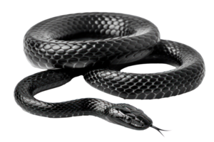 AI generated Black coiled snake with shiny scales on transparent background - stock png. png