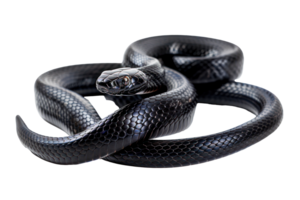 AI generated Black coiled snake with shiny scales on transparent background - stock png. png