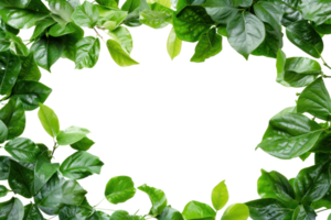 AI generated Beautiful green frame with leaves on a transparent background png