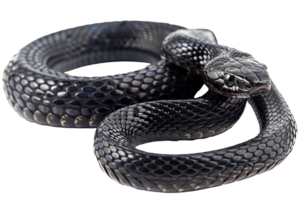 AI generated Black coiled snake with shiny scales on transparent background - stock png. png