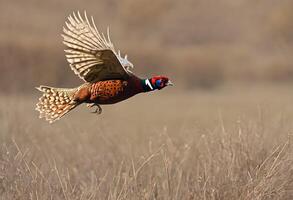 AI generated A close up of  a Pheasant photo