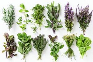 AI generated Assortment of Fresh Culinary Herbs Isolated on White Background photo