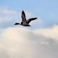 un ver de un Shelduck foto