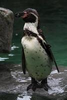 A close up of a Penguin photo