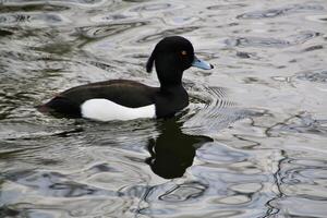 un ver de un Pato en el agua foto