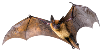 AI generated Brown bat with widespread wings flying on transparent background - stock png. png