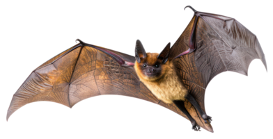 ai généré marron chauve souris avec répandu ailes en volant sur transparent Contexte - Stock png. png