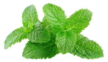 AI generated Fresh green mint leaves on transparent background - stock png. png