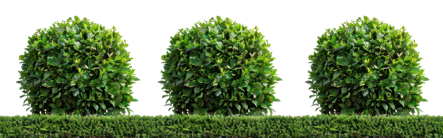AI generated Dense coniferous shrubs and trees on transparent background - stock png. png