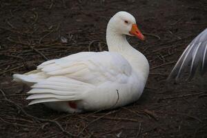 A view of a White Goose photo