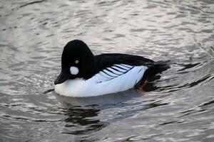A view of a Tufted Duck photo