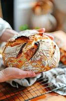 AI generated Artisan Baker Holding Freshly Baked Sourdough Bread in a Rustic Kitchen photo