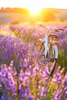 AI generated Vintage Bicycle Resting Amongst Vibrant Lavender Fields at Sunset photo