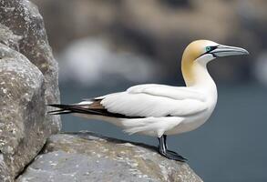 AI generated A view of a Northern Gannet sitting on a rock photo