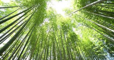 uma verde bambu floresta dentro Primavera ensolarado dia Largo tiro panning video