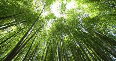 A green bamboo forest in spring sunny day wide shot panning video