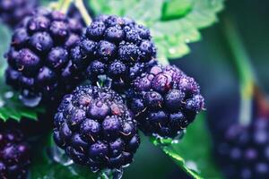 AI generated Close-Up View of Juicy Blackberries in Natural Light photo