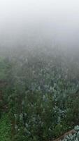 Vertical Video Flying Over Foggy Forest in the Morning