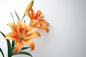 AI generated Blooming orange lily stem on white background photo