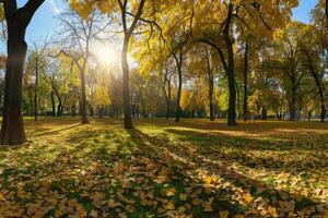 AI generated Park in autumn time   panoramic view photo