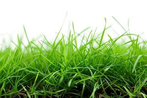 AI generated Grass carpet closeup on white background photo