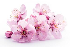 AI generated Sakura flower cherry blossom isolated on white background. Shallow depth. Soft toned photo