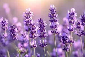 AI generated Lavender photo