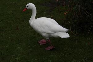 un primer plano de un cisne coscoroba foto