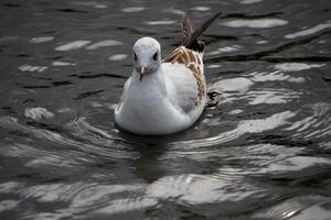 A close up of a Seagull in the water photo